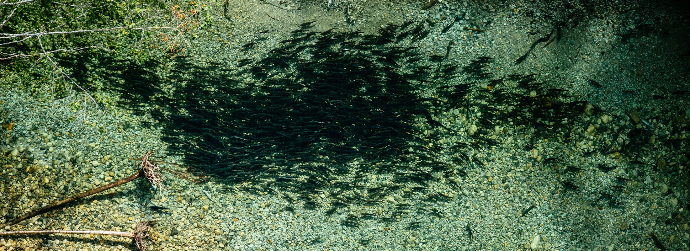 An aerial photograph of a school of Wild Pink Salmon dark against green water